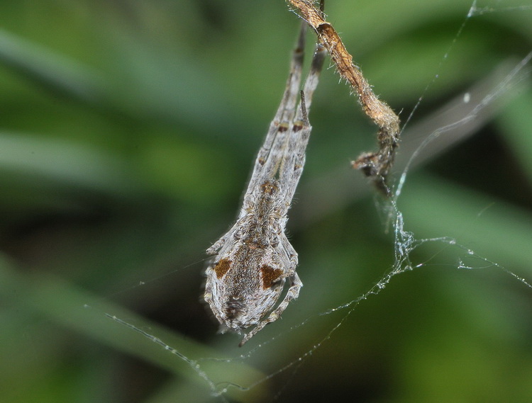 Uloborus walckenaerius